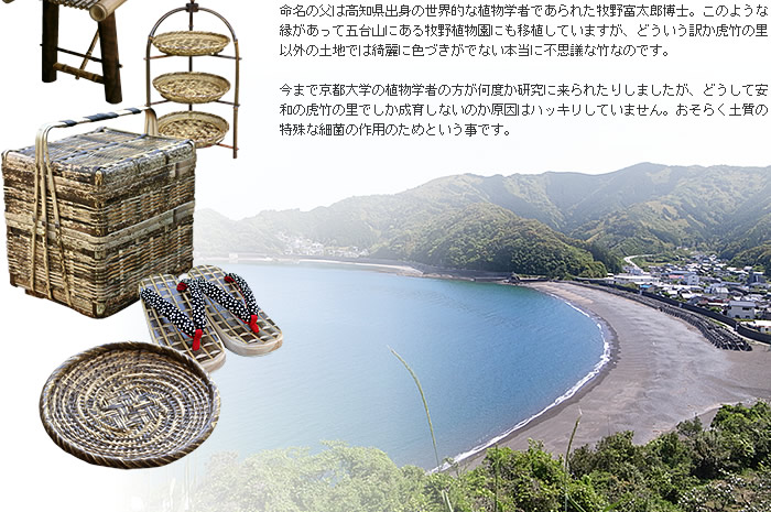 インターンシップ-虎竹の説明