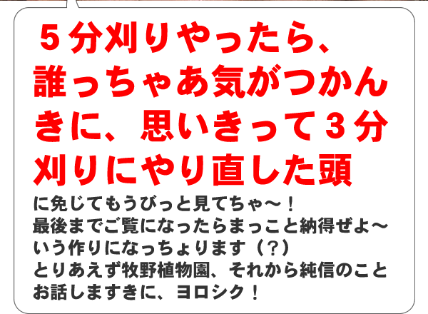 三分刈りにやり直した頭