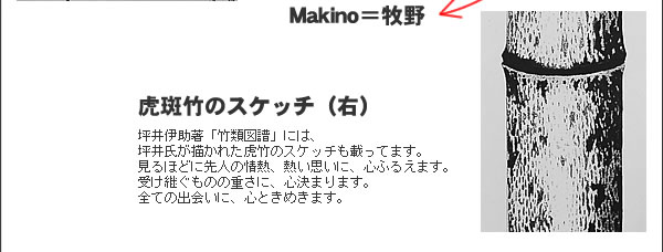 虎斑竹のスケッチ(右)
