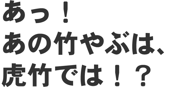 あの竹やぶは虎竹では!?