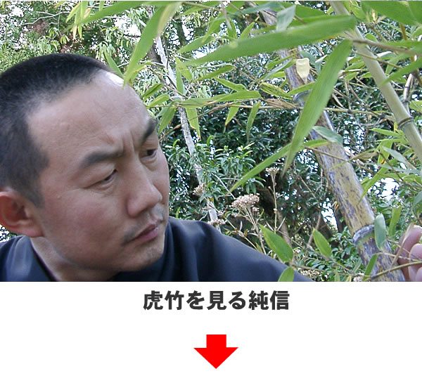 虎竹を見る純信