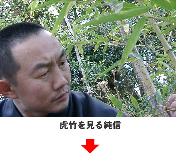 虎竹を見る純信