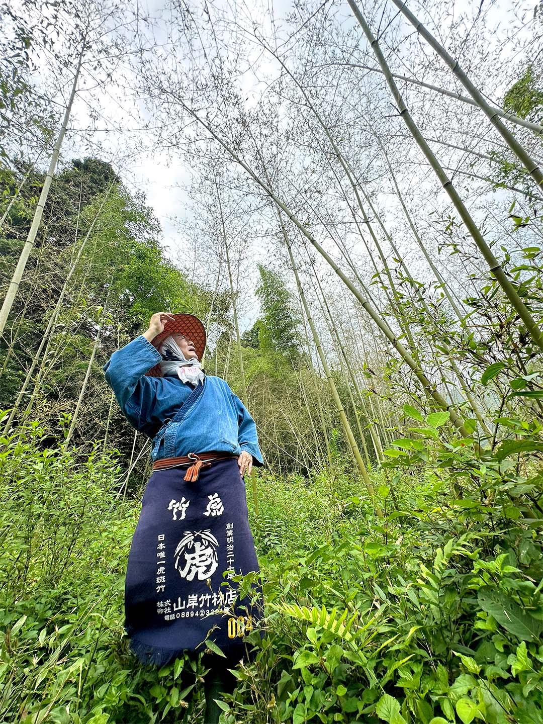 黒竹の竹林開花