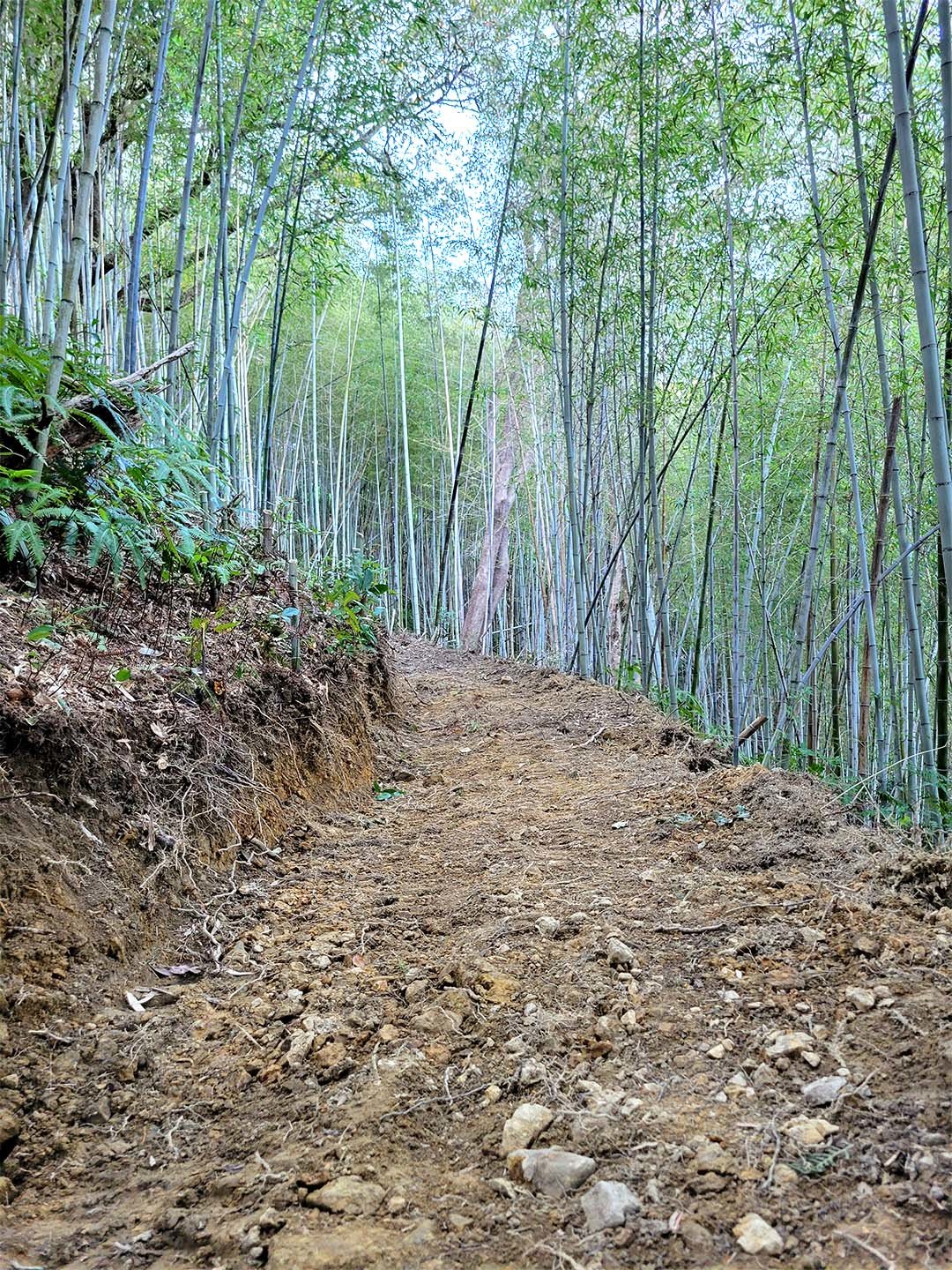 竹林に整備した山道