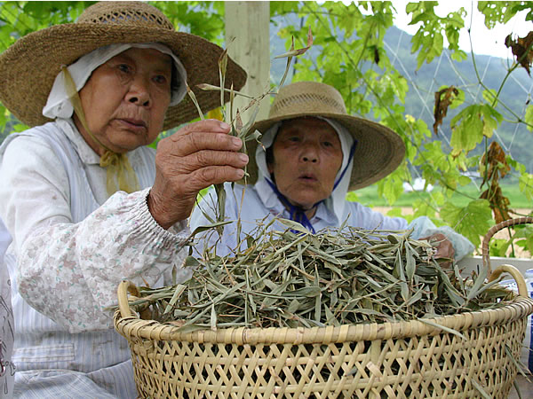 虎竹茶葉