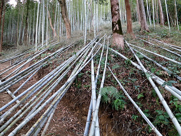 虎竹山だし