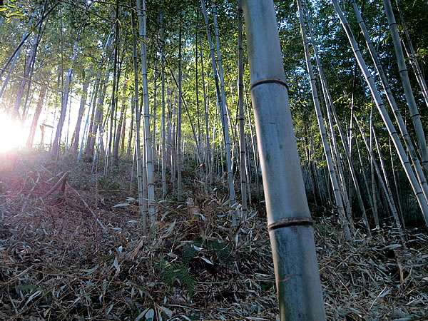 日本唯一虎竹