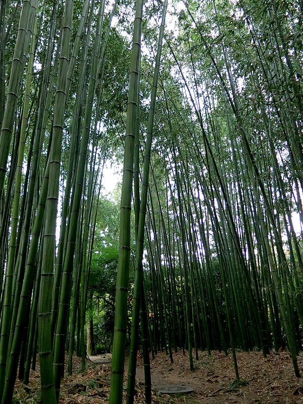 世界遺産に繁る竹