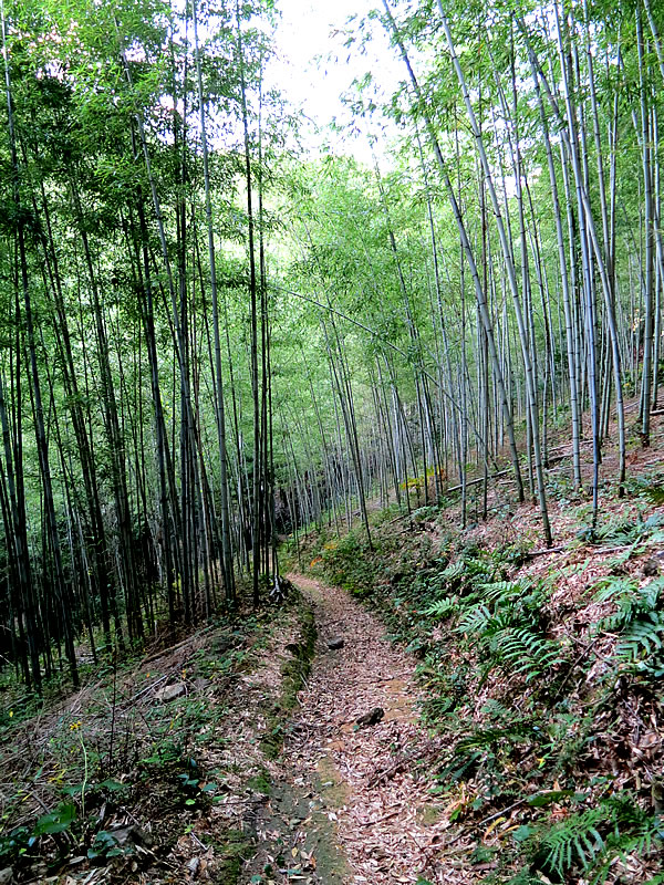 日本唯一虎竹の山道