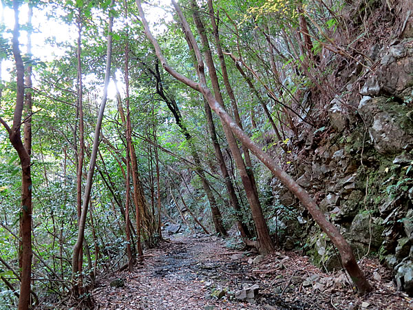 焼坂の山道