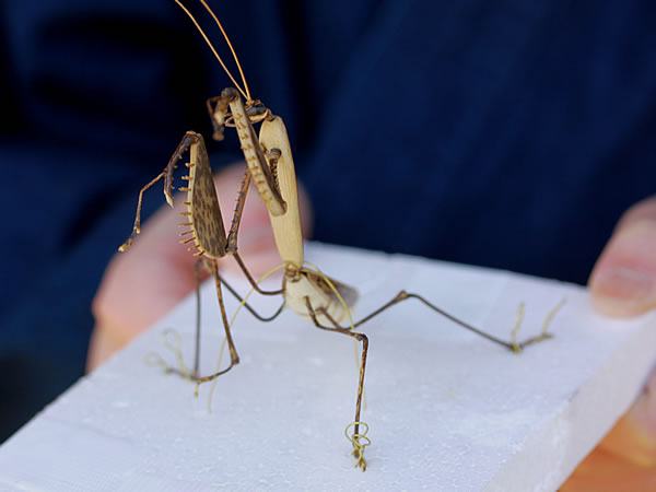 カマキリ梱包