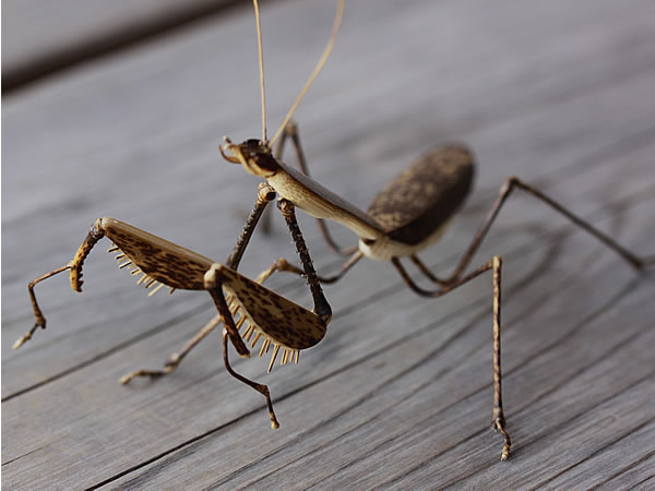 虎竹カマキリ