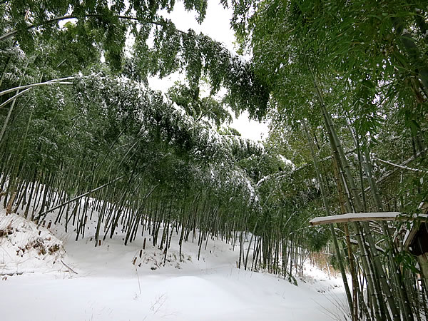 雪の竹林