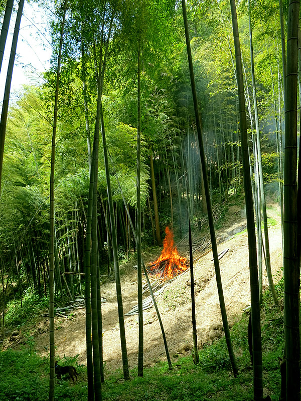 竹林でのポーラス竹炭焼き