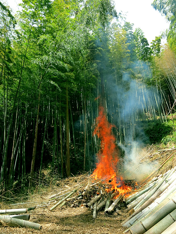 竹林の中の炎