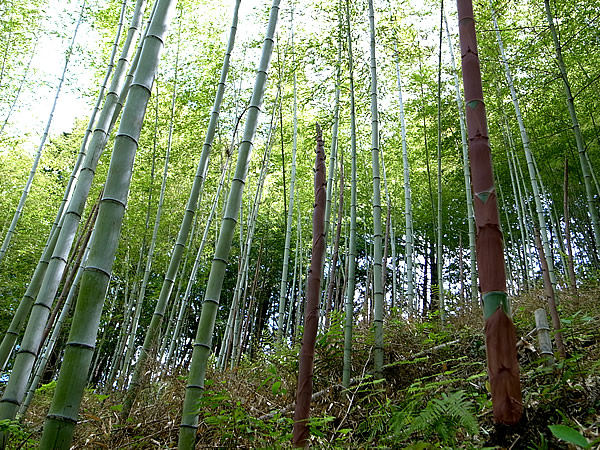 日本唯一虎竹の里の筍