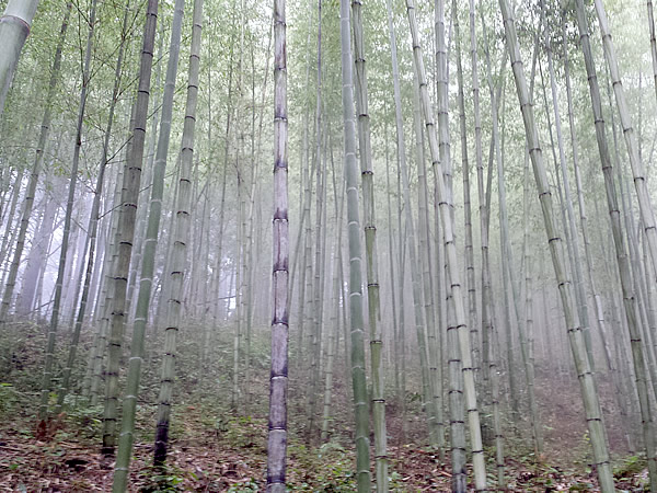 霧の虎竹