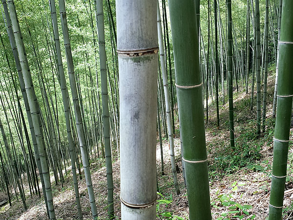 日本唯一虎竹林