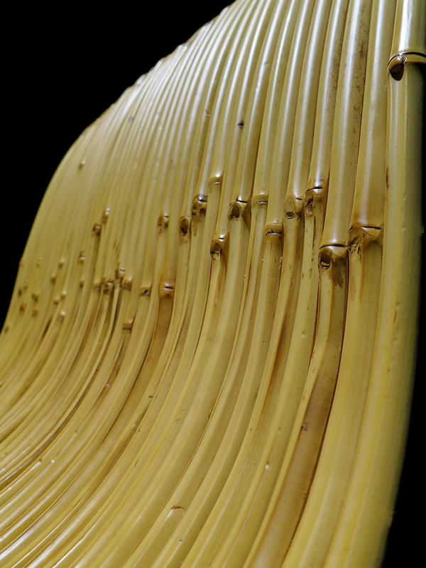 竹の曲線美
