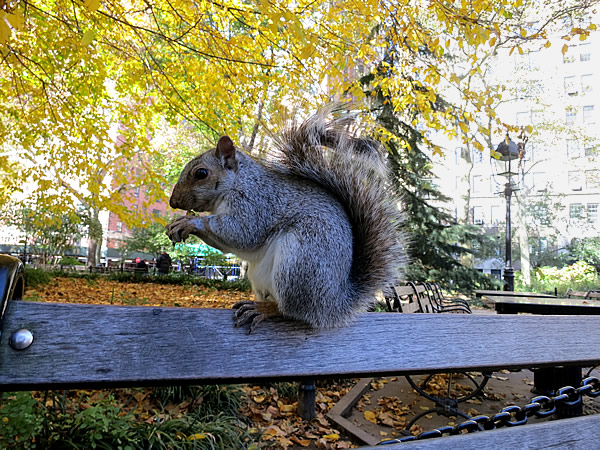 ワシントンスクエア公園のリス