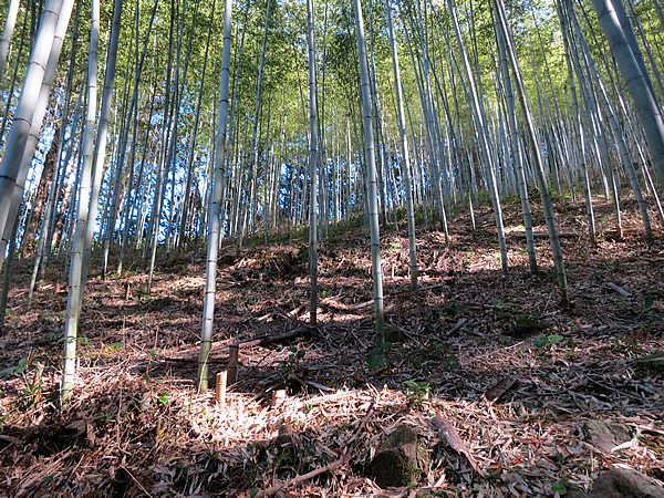 日本唯一の虎竹林