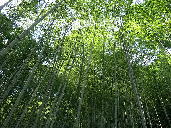 虎竹林