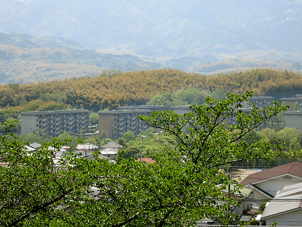 洛西竹林公園より竹の秋を眺める