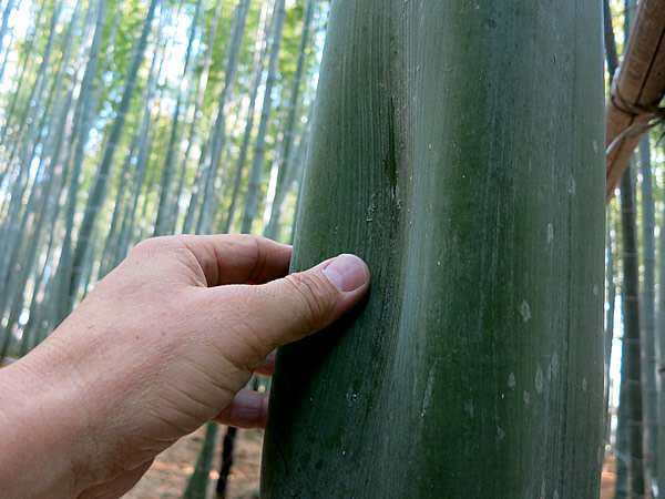 へこみ角竹