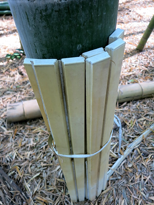 竹の養生