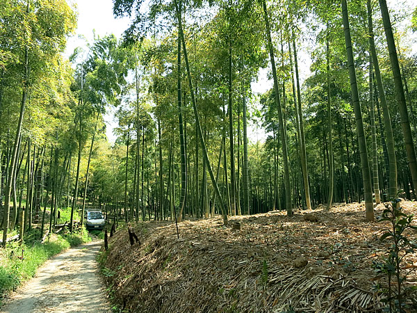 京都の孟宗竹林