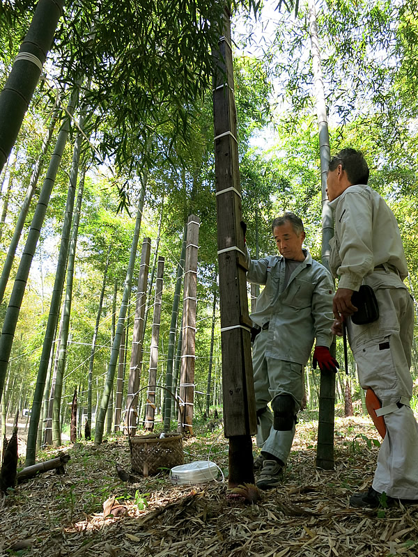 京都の角竹作り