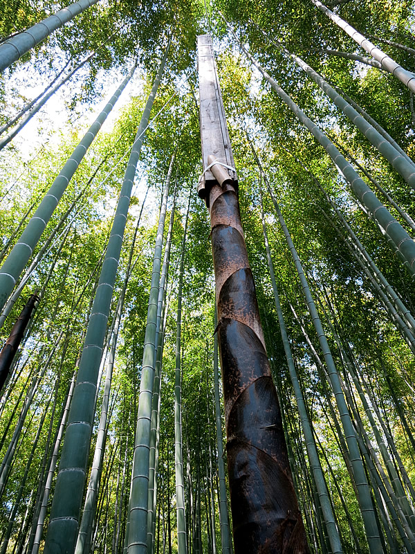 木枠を筍に合わせる