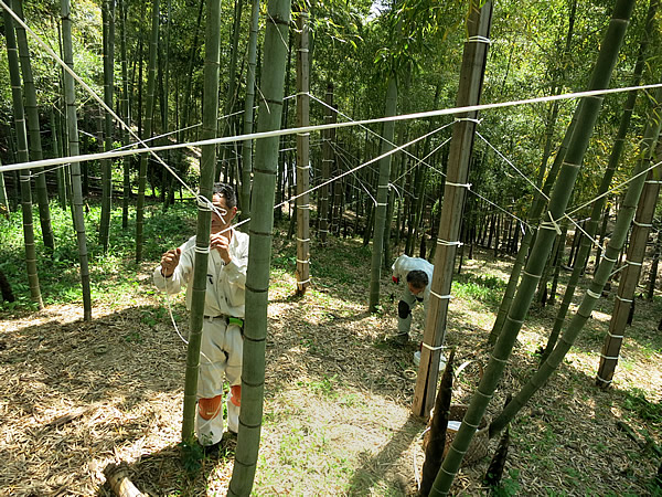 角竹作り竹林での作業