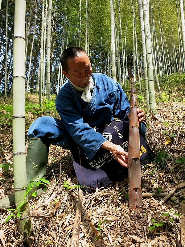 虎竹の里の筍