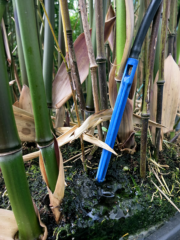 竹への自動給水