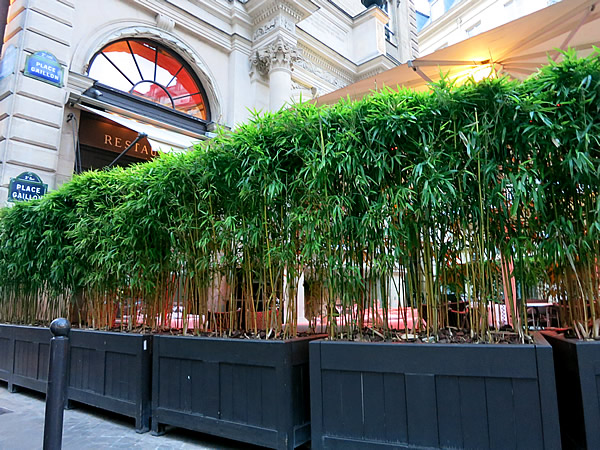 パリの竹