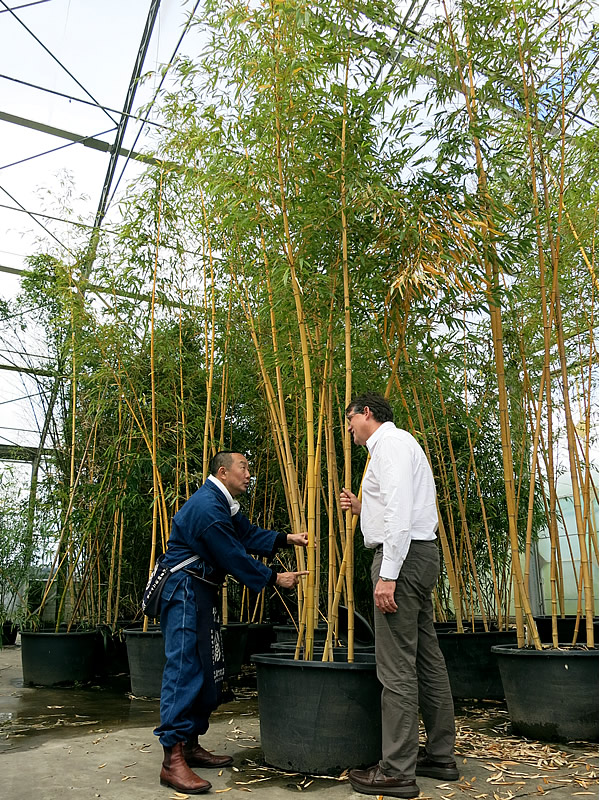 ベルギーoprins社の竹たち その2 竹虎四代目がゆく