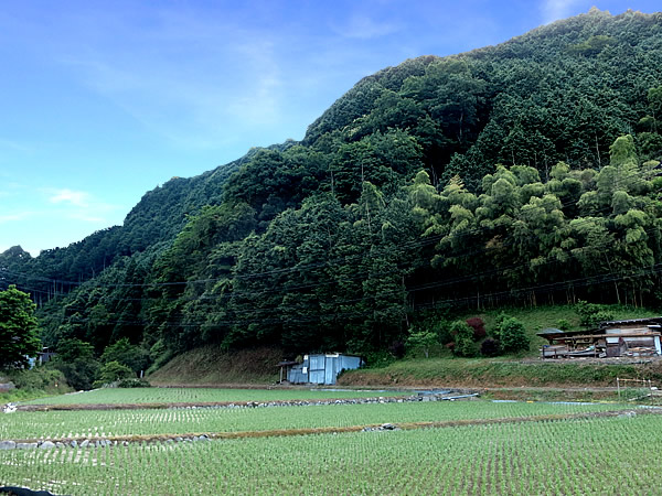 虎竹自生地