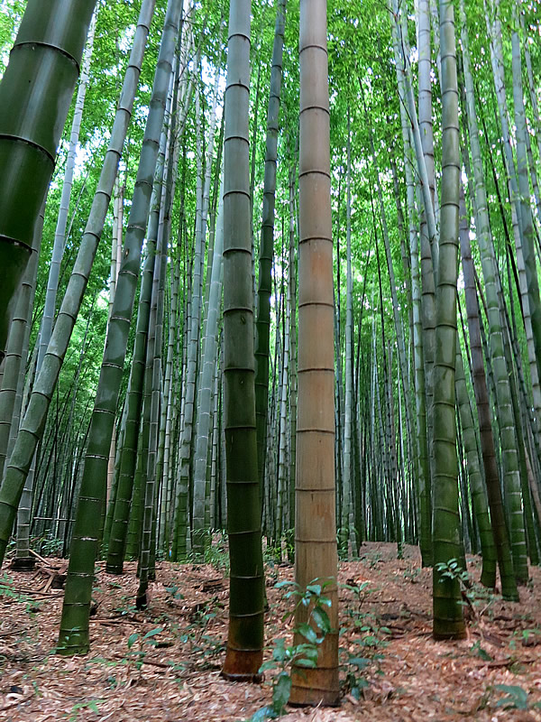 京都の竹林