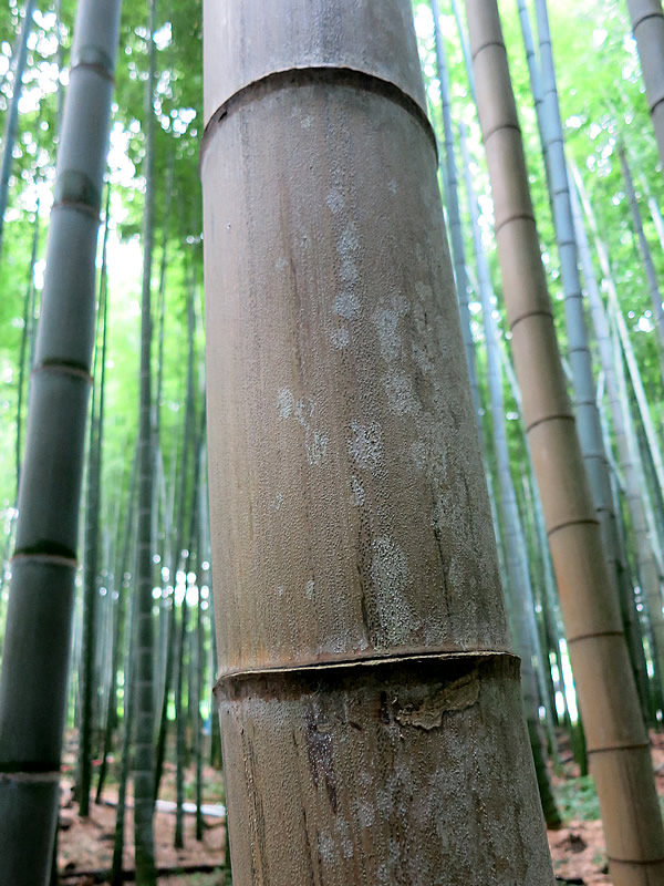 胡麻竹