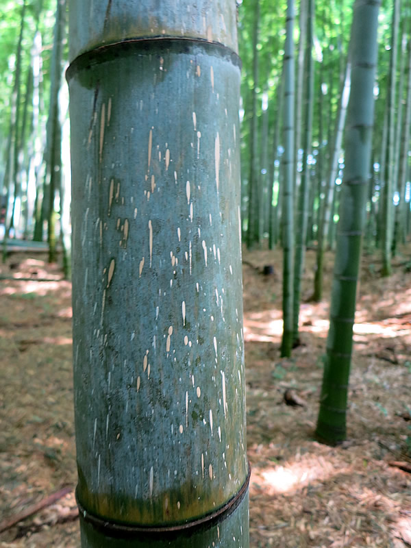京都の銘竹作り