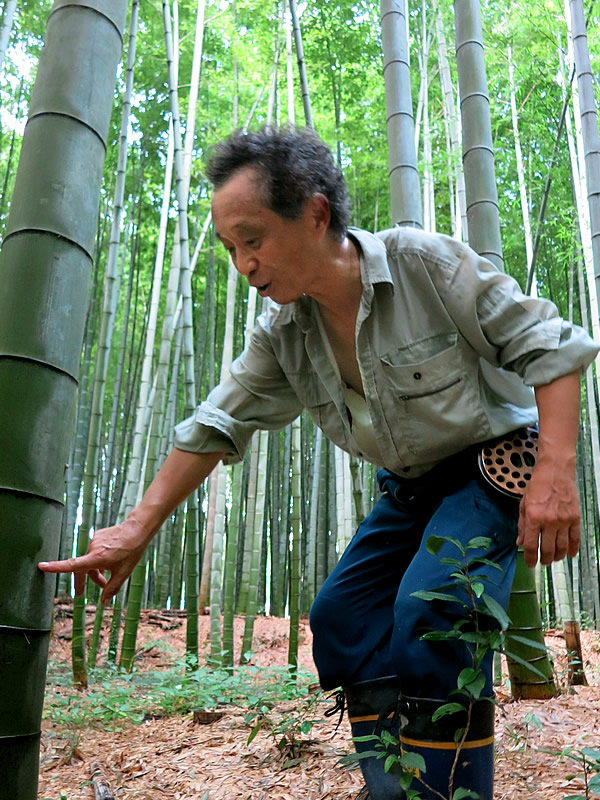 京都の銘竹