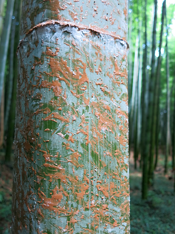 図面竹薬剤塗布