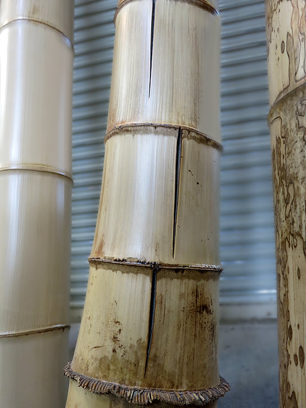 石割竹