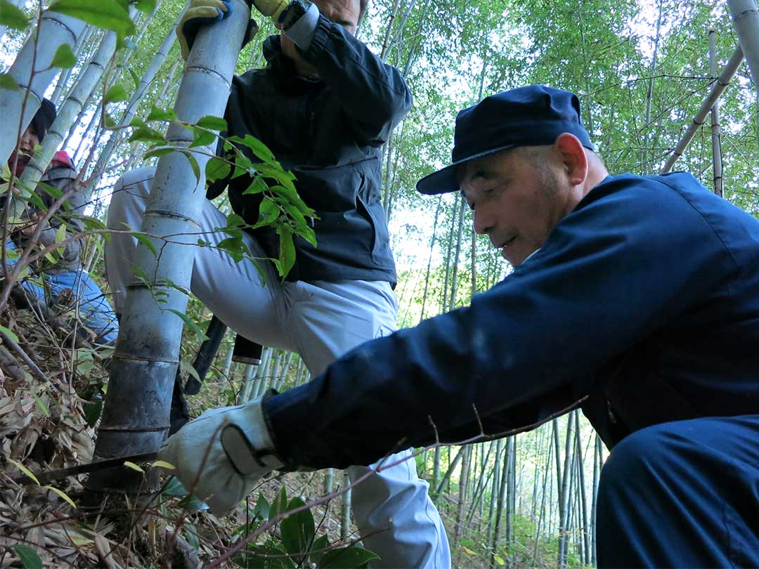 日本唯一の虎竹伐採　Tiger Bamboog