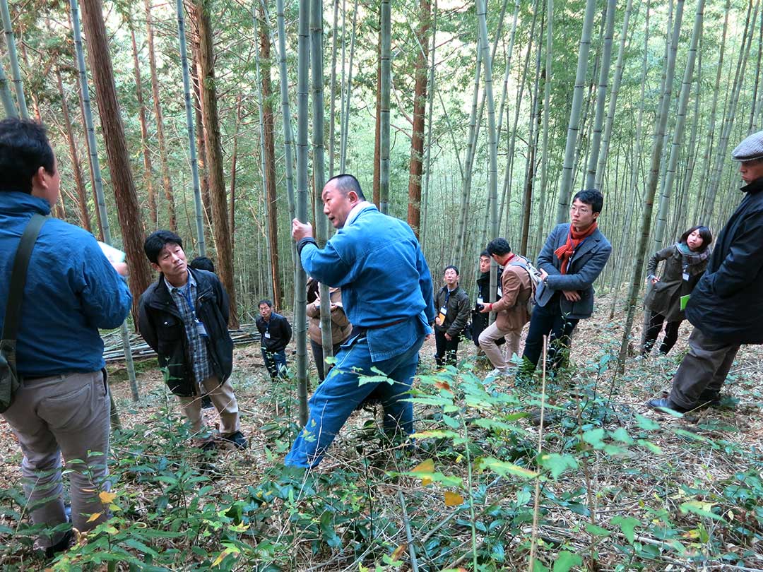 日本唯一の虎竹、竹林