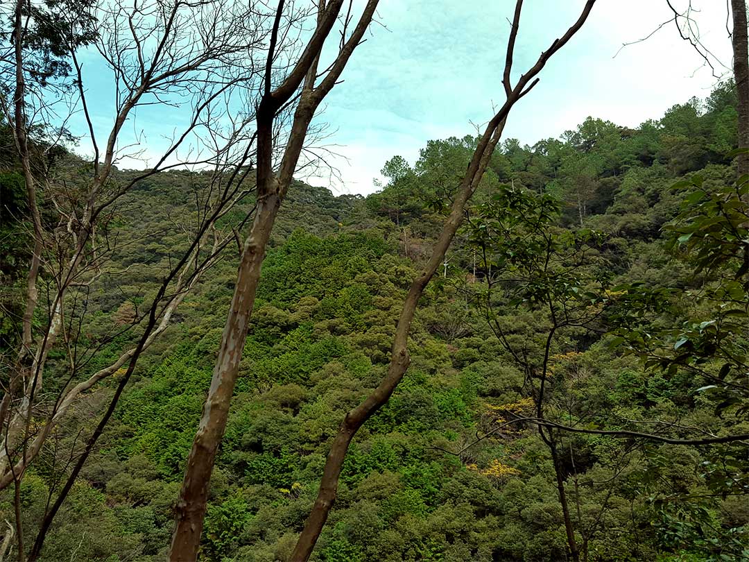 焼坂の山（久礼側）