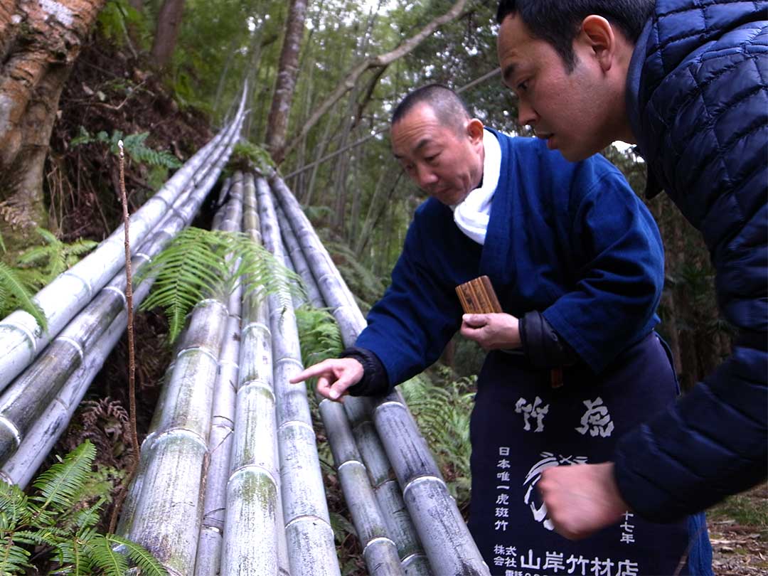 虎竹山出し