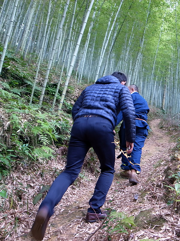 竹林への道（Tiger Bamboo）