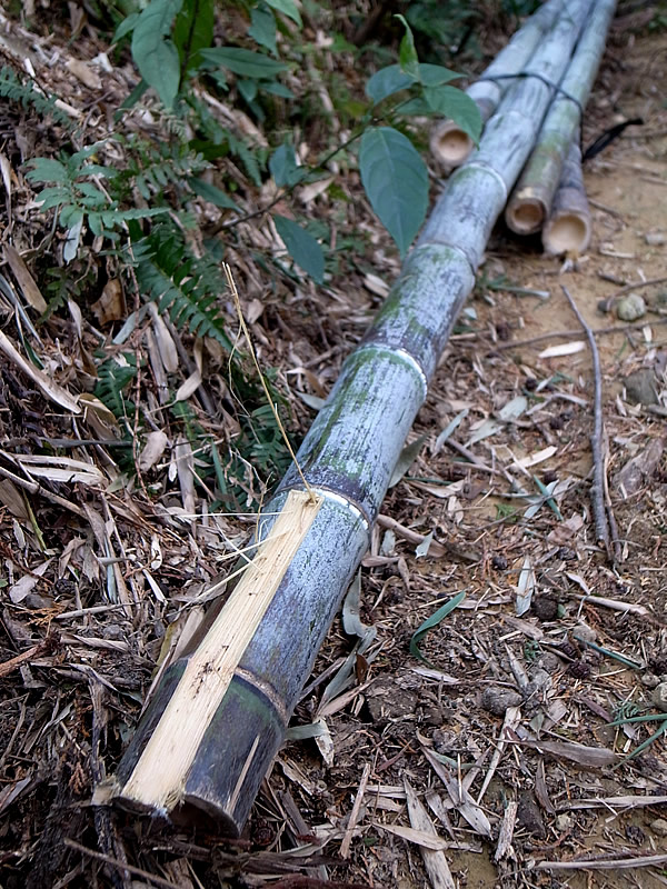 日本唯一の虎竹